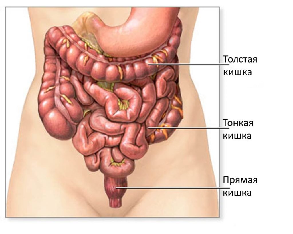 Схема кишечника человека рисунок с описанием у женщин