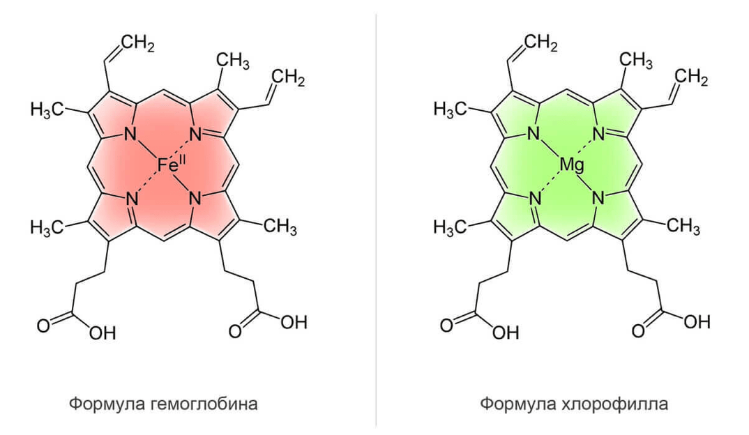 молекулярной структуре хлорофилл похож на гемоглобин