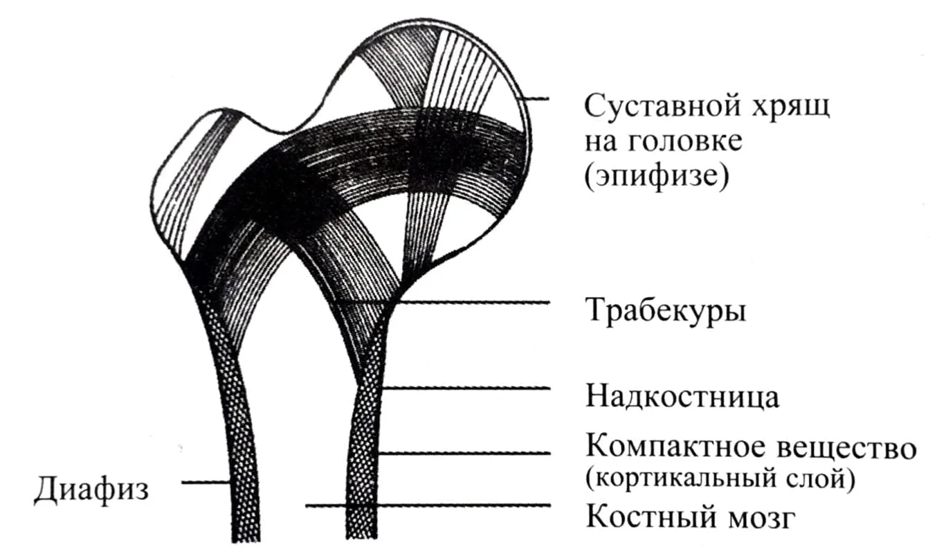 Что такое остеопороз, классификация, факторы риска развития ОП