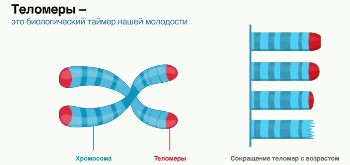 Теломерная теория старения презентация