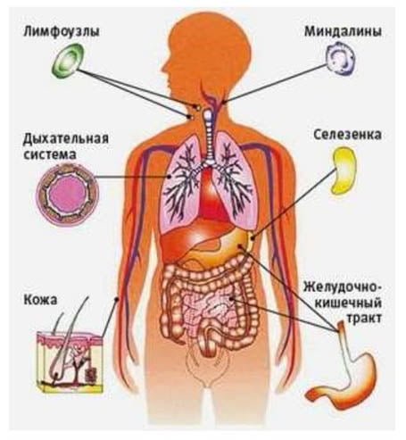 Иммунная система человека рисунок